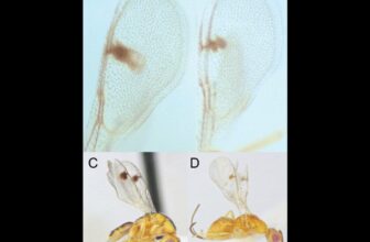 Scientists Discover New Parasitic Wasps Invading the U.S.