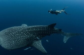Nearly Every Whale Shark at This Tourist Destination Bears Human-Made Scars