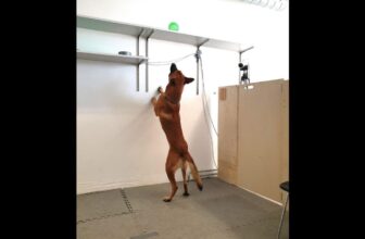 Some Dogs Can Become Unhealthily Addicted to Their Favorite Things, Too