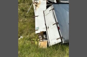 Mississippi Woman Kills Escaped Lab Monkey