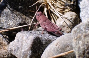 Exceptionally Rare Pink Grasshopper Is Chonky, Adorable—and a Genetic Miracle