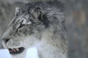Ice Age’ Promises Survival, Snow—and Giant Teeth