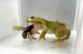 These Frogs Don’t Just Survive Venomous Murder Hornets—They Devour Them